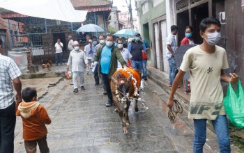 यस वर्ष दिवंगत आफन्तहरुको सम्झनामा गाईजात्रा मनाइँदै (फोटोहरु)